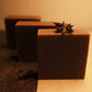 Three brown bars of soap standing in ascending order with half brown and half beige floor, star anise on top of the front bar and to its side.